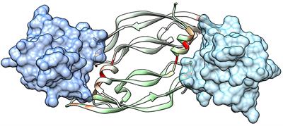 Rational Design of Antiangiogenic Helical Oligopeptides Targeting the Vascular Endothelial Growth Factor Receptors